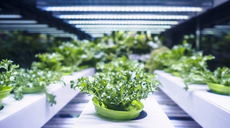 Integrated Pest Management Pheromones Market Latest Trends And Opportunities