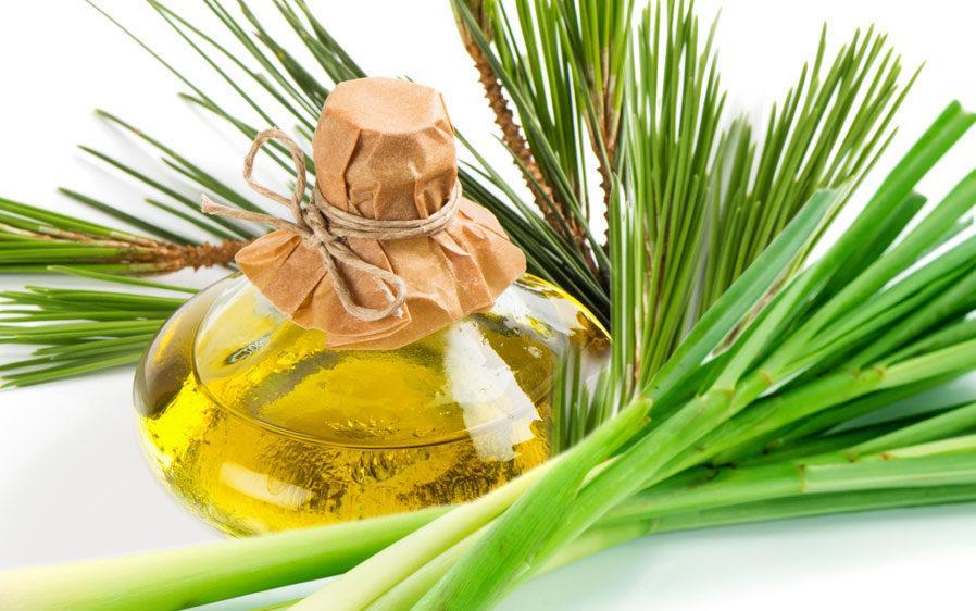 Pine-Derived Chemicals Market Statistics & Trends 2033