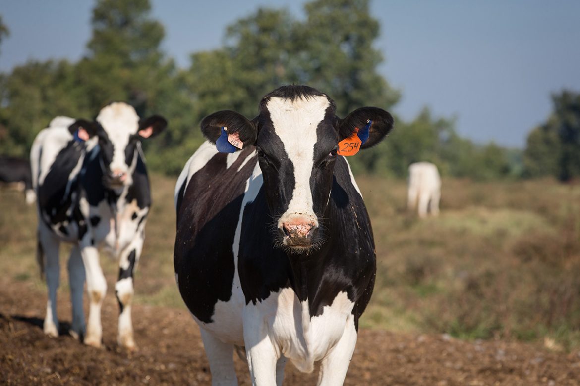 Animal Growth Promoters and Performance Enhancers Market Size, Price Trend, Growth Report 2033