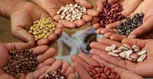 Hybrid Seeds Market Size, Price, Demand, Outlook 2033